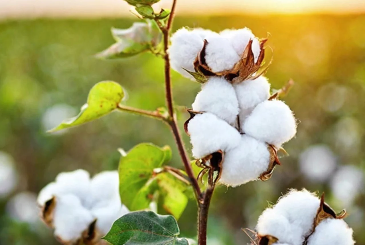 Cotton plant