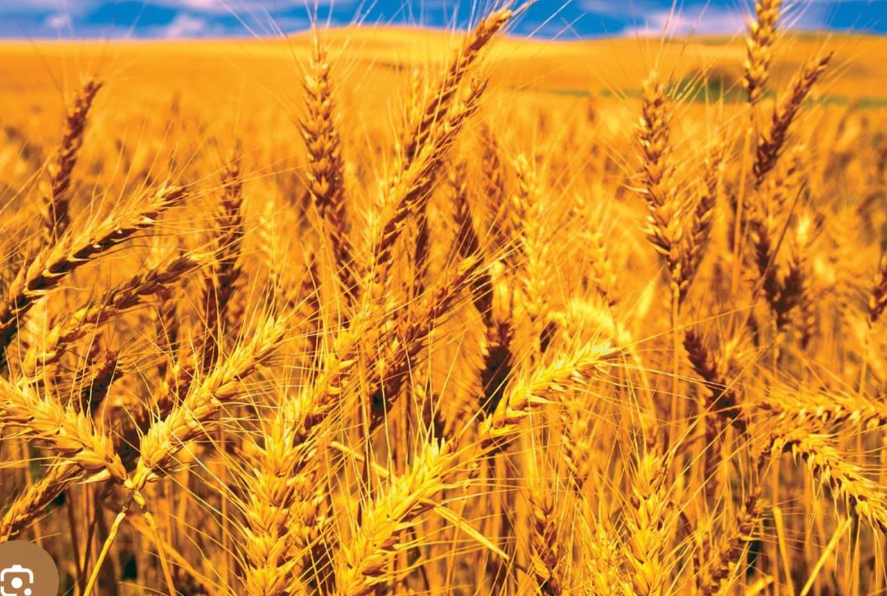 Commodities